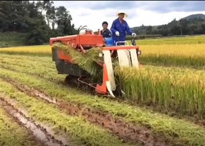 Combina la mietitrice per la risaia